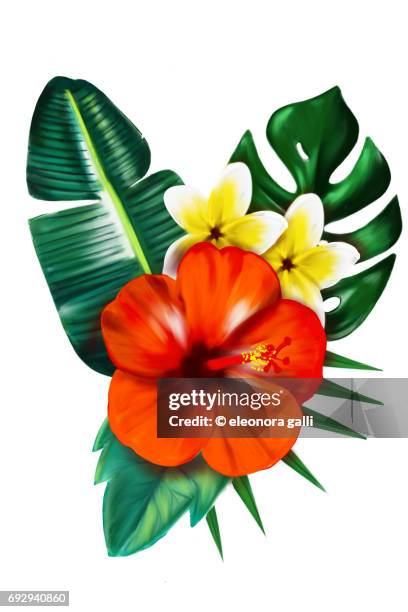tropical flowers - eibisch tropische blume stock-fotos und bilder