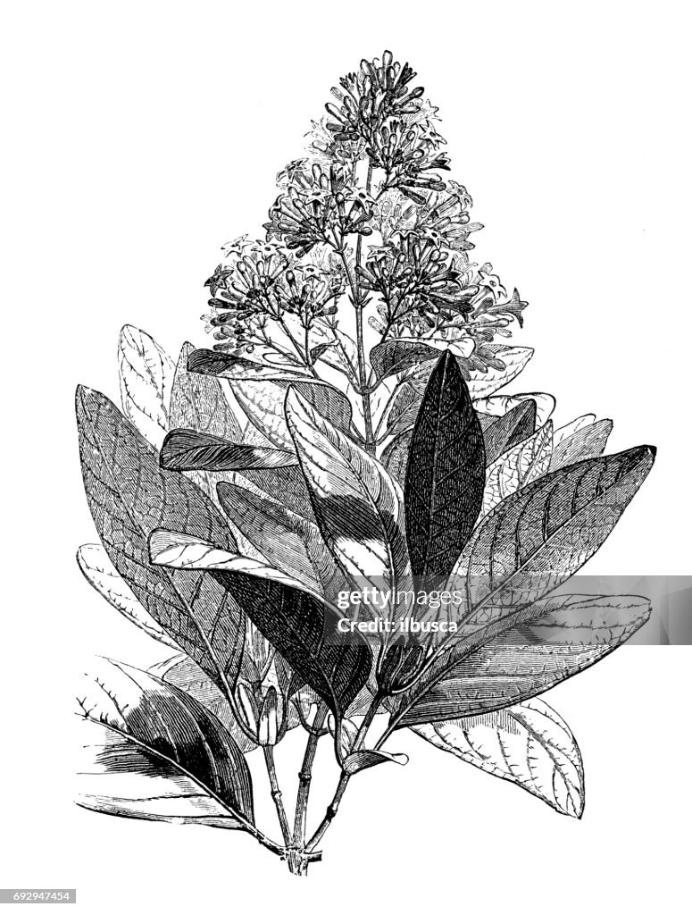Antique engraving illustration: Cinchona calisaya