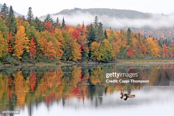 pair of mallard ducks along the androscoggin river - river androscoggin stock pictures, royalty-free photos & images