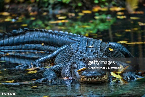 american alligator - alligator mississippiensis stock pictures, royalty-free photos & images