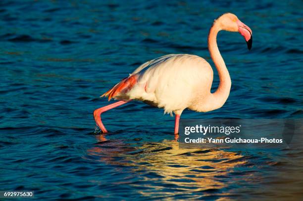 greater flamingo, camargue, france - gard stock-fotos und bilder