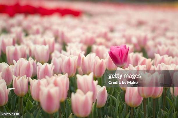 pink tulips in full bloom - 季節 stockfoto's en -beelden