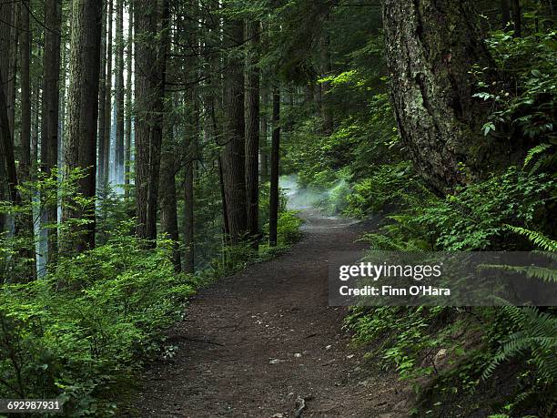 hiking trails - trail britisch kolumbien stock-fotos und bilder