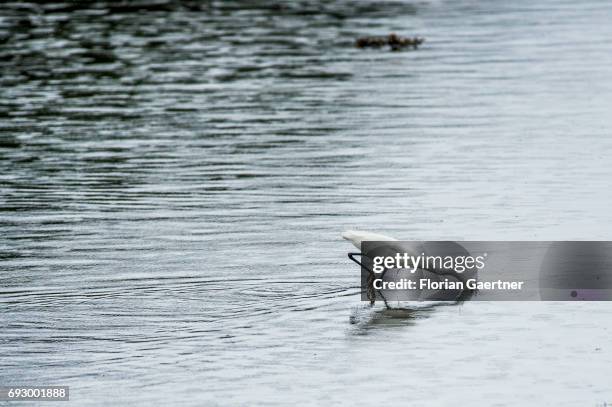 An egret searchs food during low tide on June 01, 2017 in Bantry, Ireland.