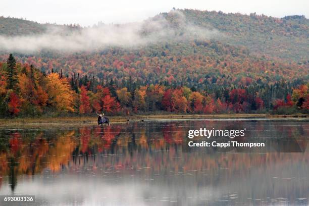 moose along the androscoggin river - river androscoggin stock pictures, royalty-free photos & images