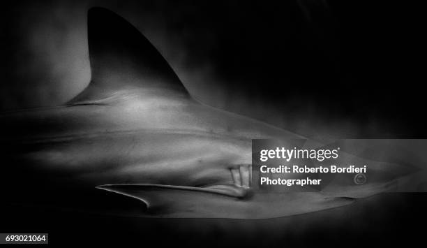 the shark - roberto bordieri stock pictures, royalty-free photos & images