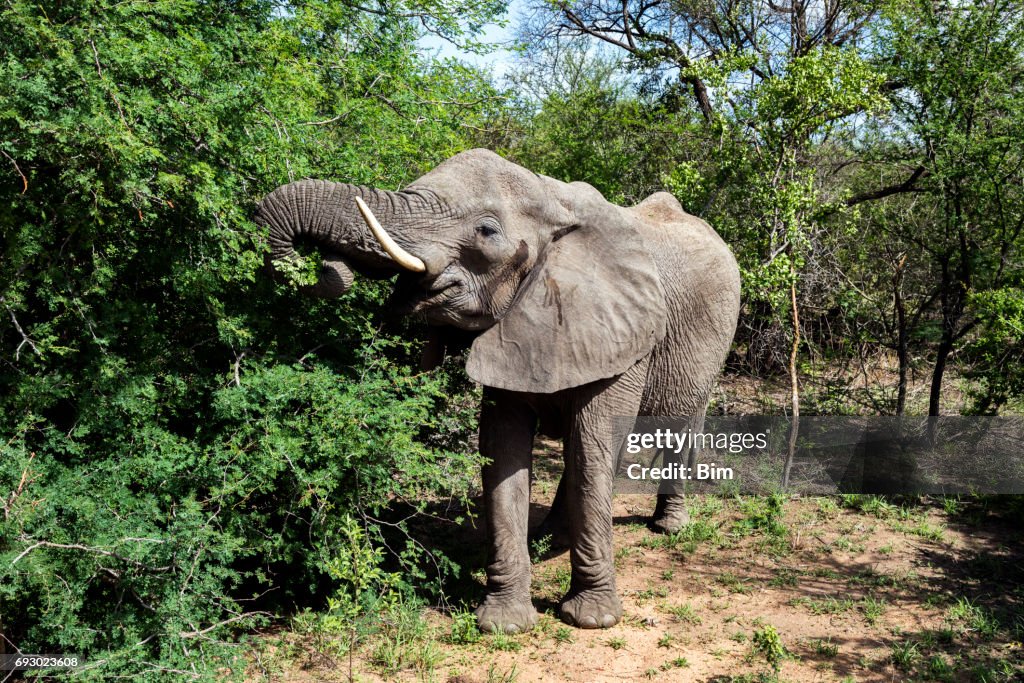 African Elefant 