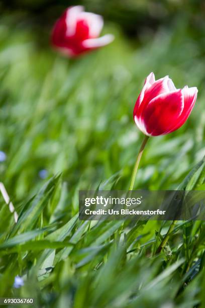 tulip 1 - gartentulpe stock-fotos und bilder