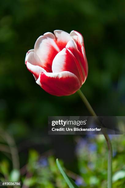 tulip 3 - blickenstorfer foto e immagini stock