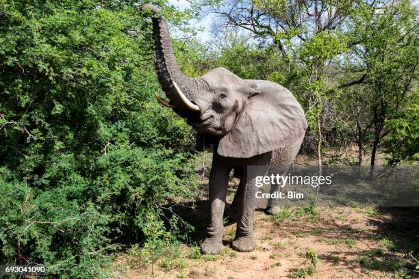 african elephant - animal trunk stock pictures, royalty-free photos & images