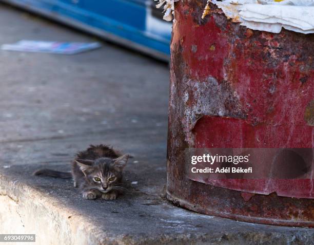 kitten on the street - stray animal stock pictures, royalty-free photos & images