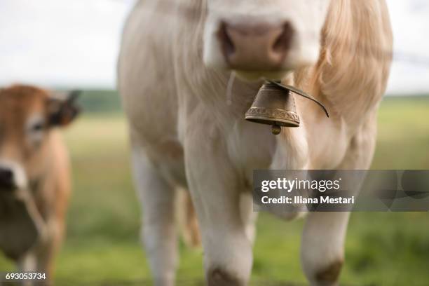 french aubrac cows - cowbell stock pictures, royalty-free photos & images