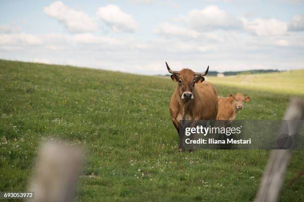 french aubrac cows - aveyron stock pictures, royalty-free photos & images