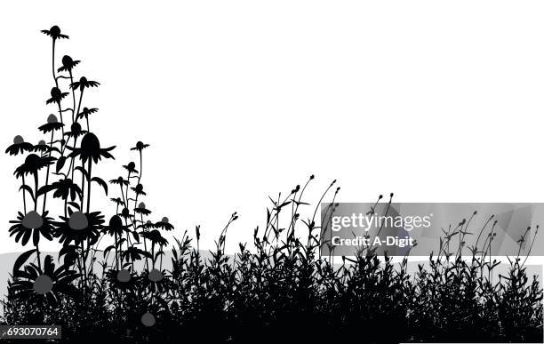 spring blooms - wildflower stock illustrations