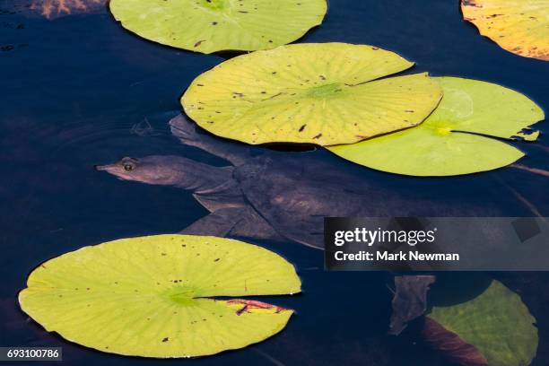 florida softshell turtle - florida softshell turtle stock pictures, royalty-free photos & images