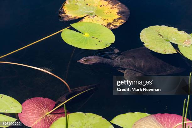 florida softshell turtle - florida softshell turtle stock pictures, royalty-free photos & images