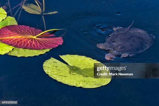 florida softshell turtle - florida softshell turtle stock pictures, royalty-free photos & images