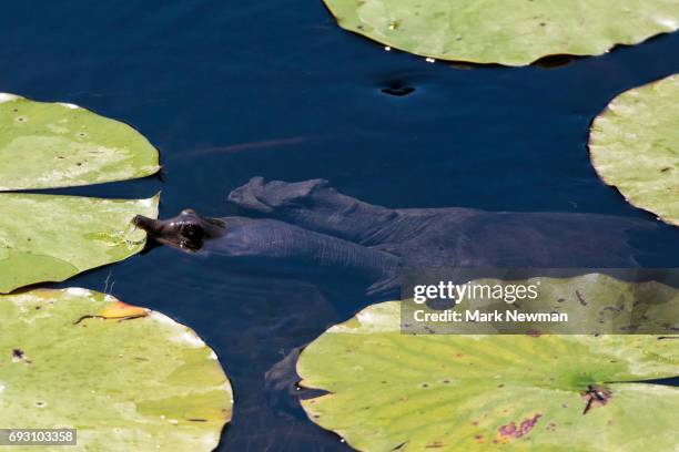 florida softshell turtle - florida softshell turtle stock pictures, royalty-free photos & images