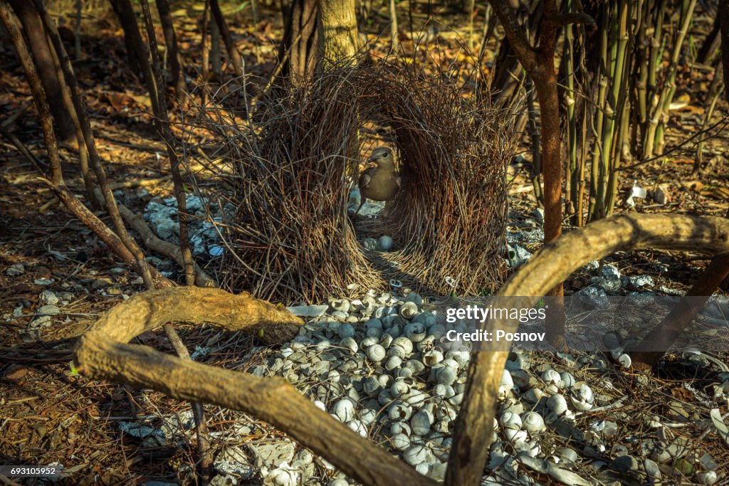Great Bowerbird and bower