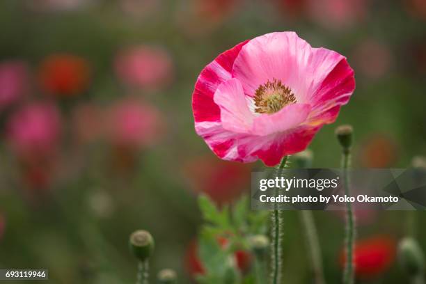 colorful pink poppy - 焦点 個照片及圖片檔