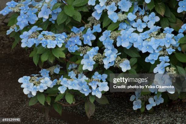 blue hydrangea after the rain - ニコン stock pictures, royalty-free photos & images