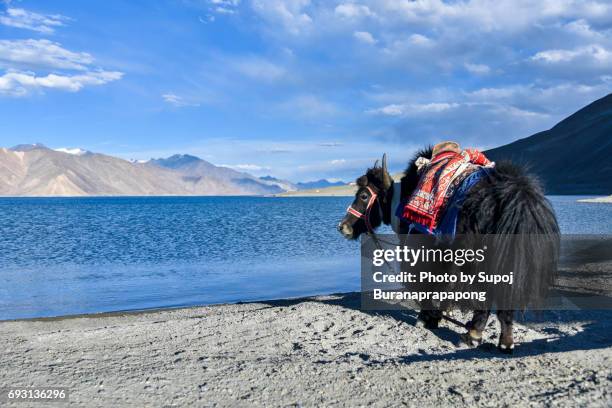 yak local animal at pangong lake with blue sky in summer ,leh ladakh,north india - yak stockfoto's en -beelden