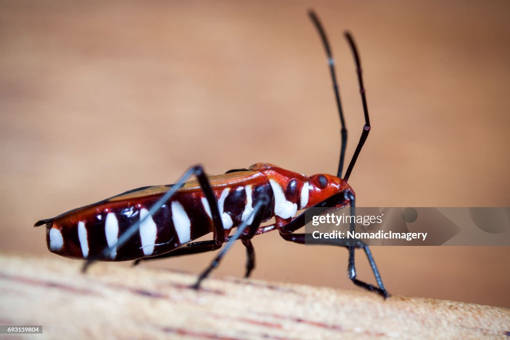 Red Cotton Bug (Dysdercus cingulatus) macro photo