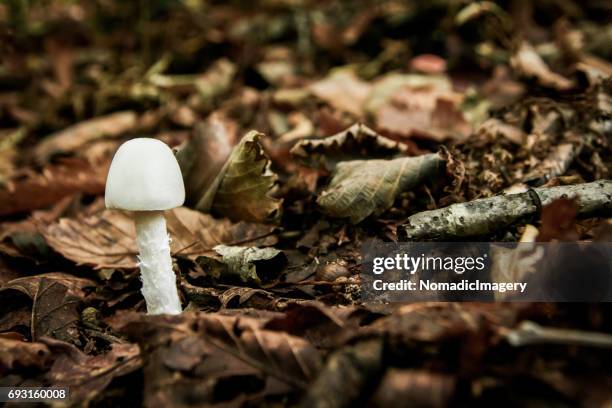 destroying angel mushroom growing in the wild - amanite bisporigère photos et images de collection