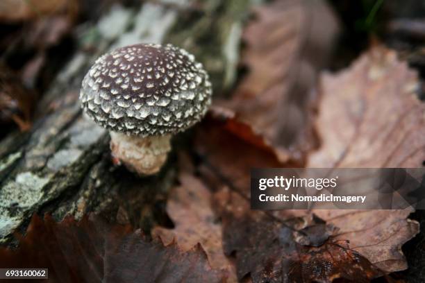 young shiitake mushroom growing naturally in woodland - togakushi stock pictures, royalty-free photos & images