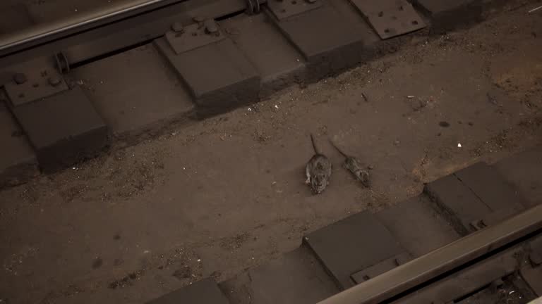 Track Rats Rail 497 Rat Running Stock Videos, Footage, & 4K Video Clips - Getty Images