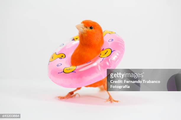 red canary bird with a float vacation on the beach or by the pool - plastic pool stockfoto's en -beelden