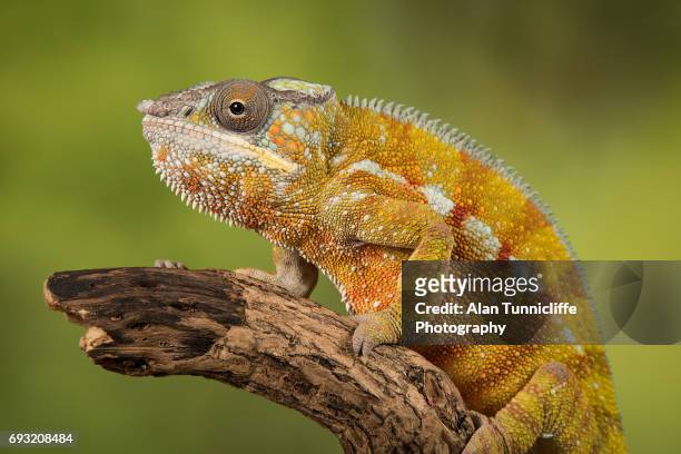 panther chameleon - cameleon stockfoto's en -beelden