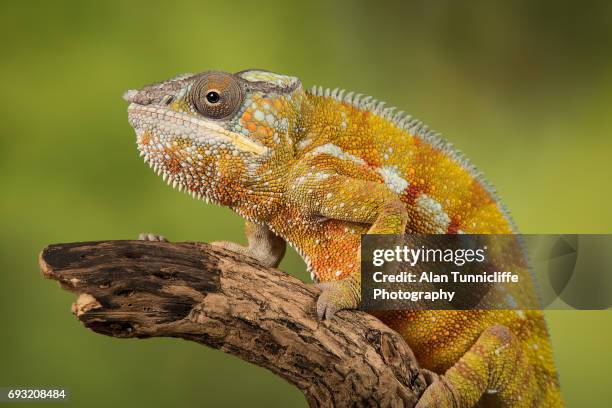 panther chameleon - chameleon stock pictures, royalty-free photos & images