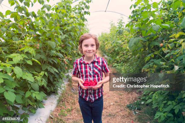 young boy at pick your own farm - fruit carton stock pictures, royalty-free photos & images