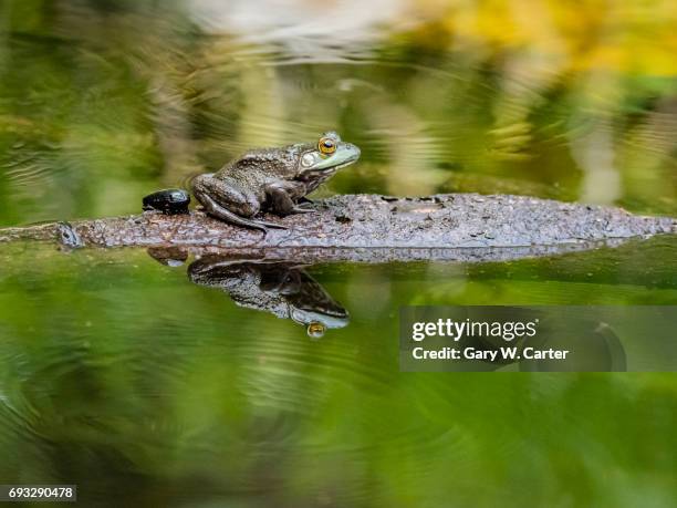 Bull Frog Stack American Bull Frogs Photos and Premium High Res Pictures - Getty Images