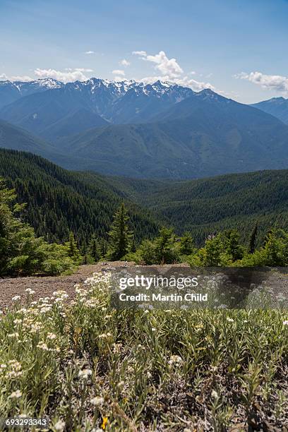 mount olympus in olympic national park - mount-olympus-olympic-national-park stock pictures, royalty-free photos & images
