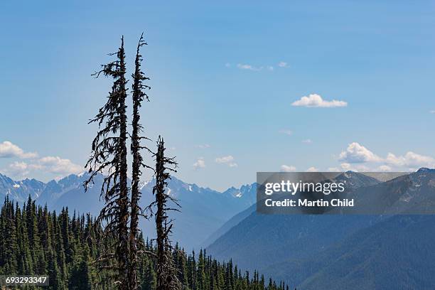 mount olympus in olympic national park - mount-olympus-olympic-national-park stock pictures, royalty-free photos & images