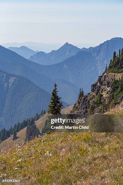 mount olympus in olympic national park - mount-olympus-olympic-national-park stock pictures, royalty-free photos & images