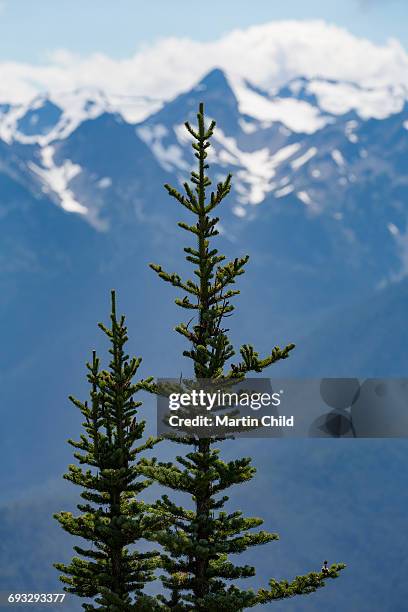 mount olympus in olympic national park - mount-olympus-olympic-national-park stock pictures, royalty-free photos & images
