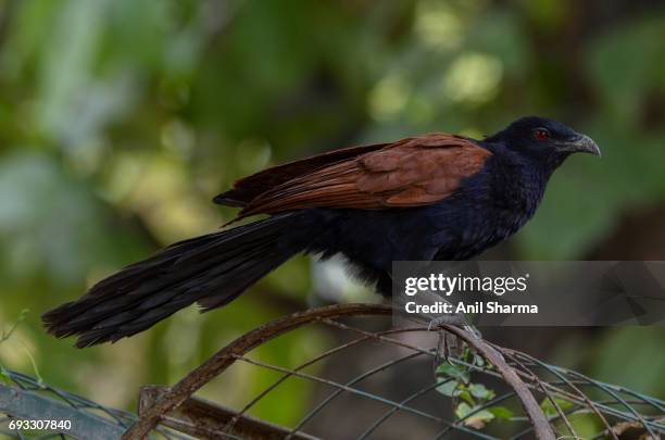 crow-pheasant centropus sinensis (stephens) - crow eggs stock pictures, royalty-free photos & images