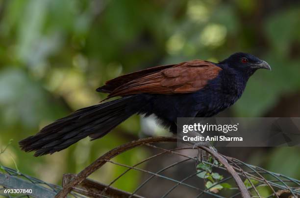 crow-pheasant centropus sinensis (stephens) - crow pheasant stock pictures, royalty-free photos & images