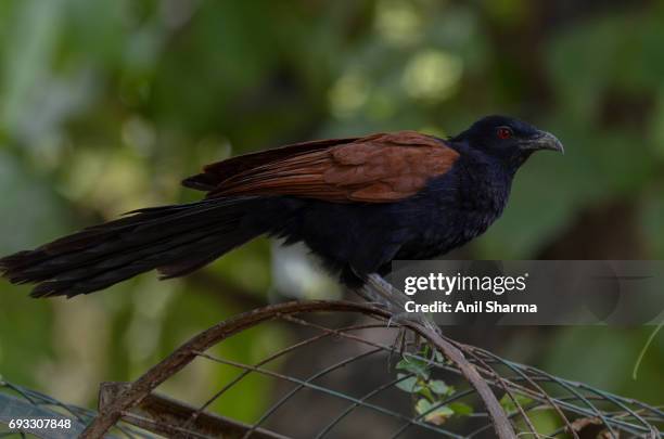 crow-pheasant centropus sinensis (stephens) - crow pheasant stock pictures, royalty-free photos & images