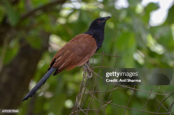 crow-pheasant centropus sinensis (stephens) - crow pheasant stock pictures, royalty-free photos & images