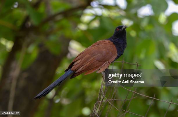 crow-pheasant centropus sinensis (stephens) - crow pheasant stock pictures, royalty-free photos & images