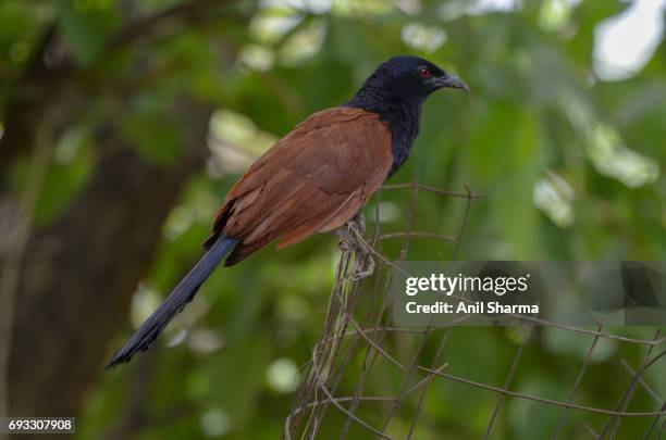 crow-pheasant centropus sinensis (stephens) - crow pheasant stock pictures, royalty-free photos & images