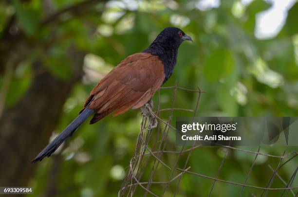 crow-pheasant centropus sinensis (stephens) - crow eggs stock pictures, royalty-free photos & images