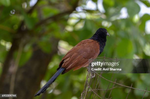 crow-pheasant centropus sinensis (stephens) - crow pheasant stock pictures, royalty-free photos & images