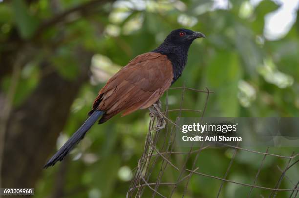 crow-pheasant centropus sinensis (stephens) - crow pheasant stock pictures, royalty-free photos & images