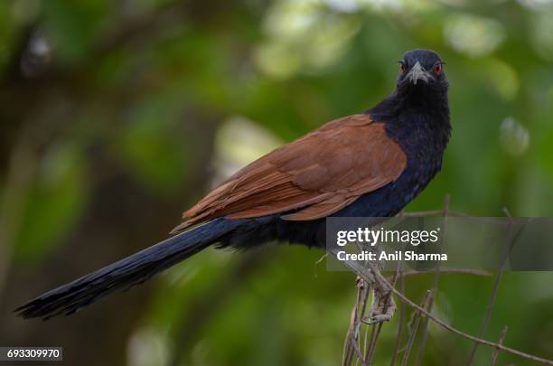 crow-pheasant centropus sinensis (stephens) - crow pheasant stock pictures, royalty-free photos & images