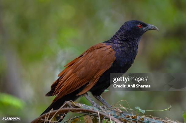 crow-pheasant centropus sinensis (stephens) - crow pheasant stock pictures, royalty-free photos & images